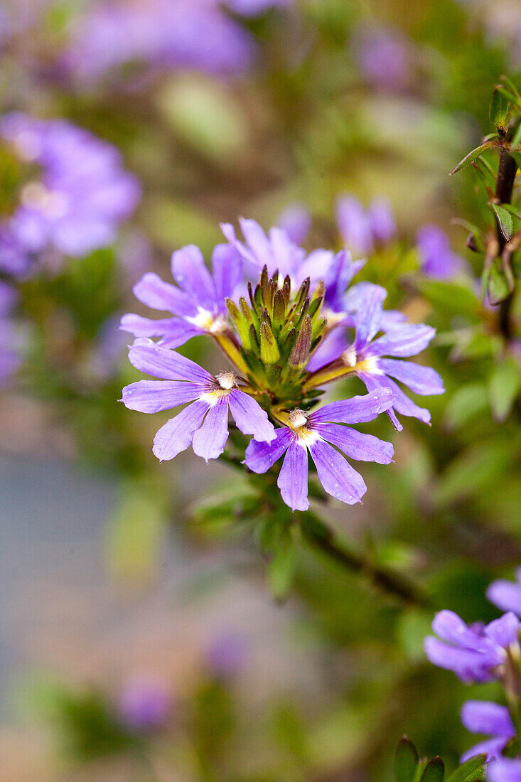 Scaevola aemula 'Blue Wind'