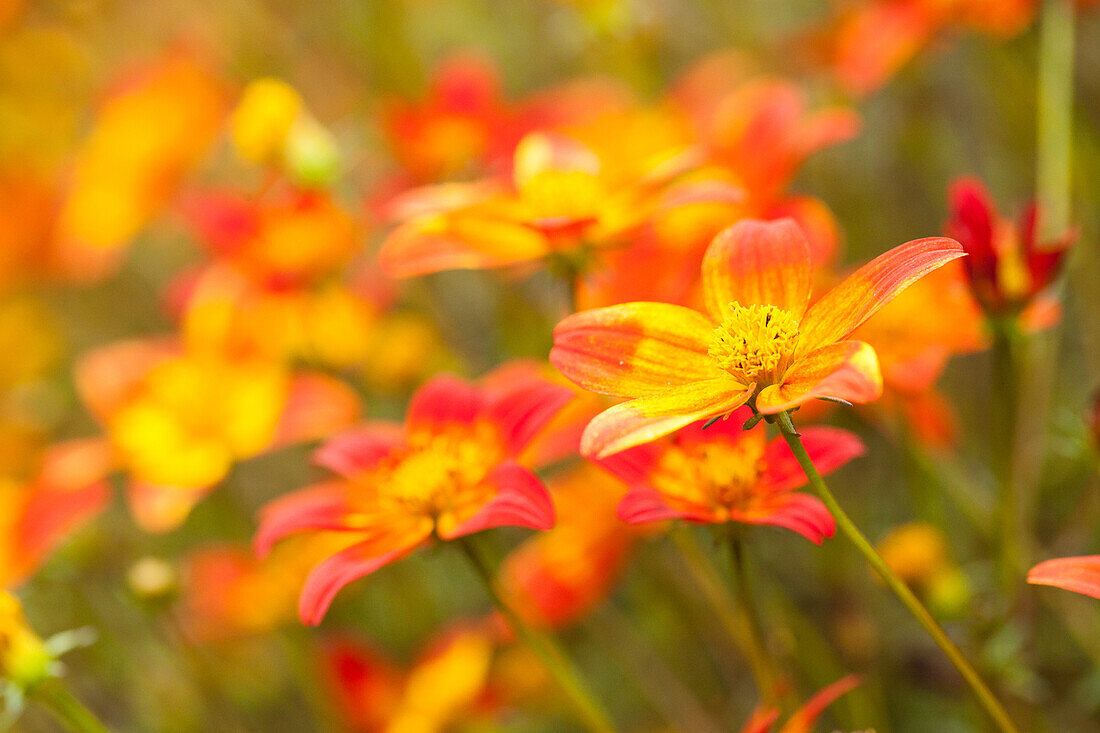 Bidens ferulifolia 'BeeDance® Painted Red'