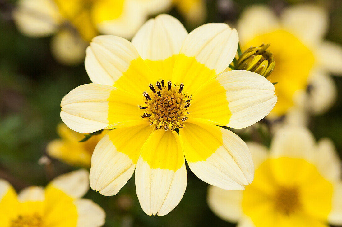 Bidens ferulifolia 'TIMELESS® Yellow Dune'