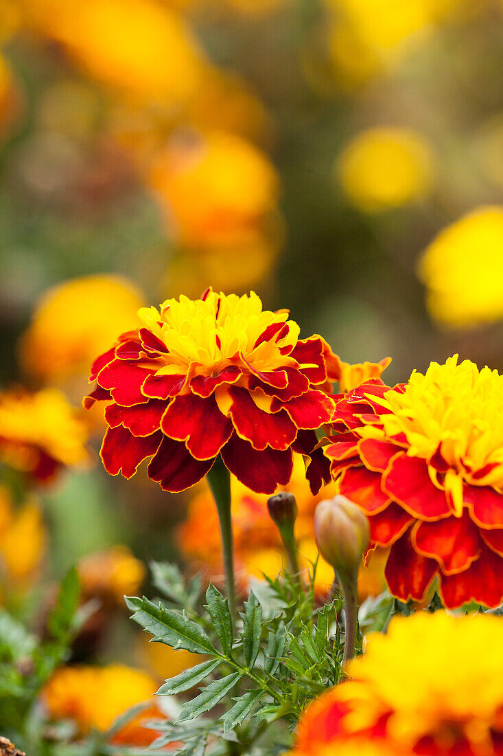 Tagetes patula Super Hero Spry