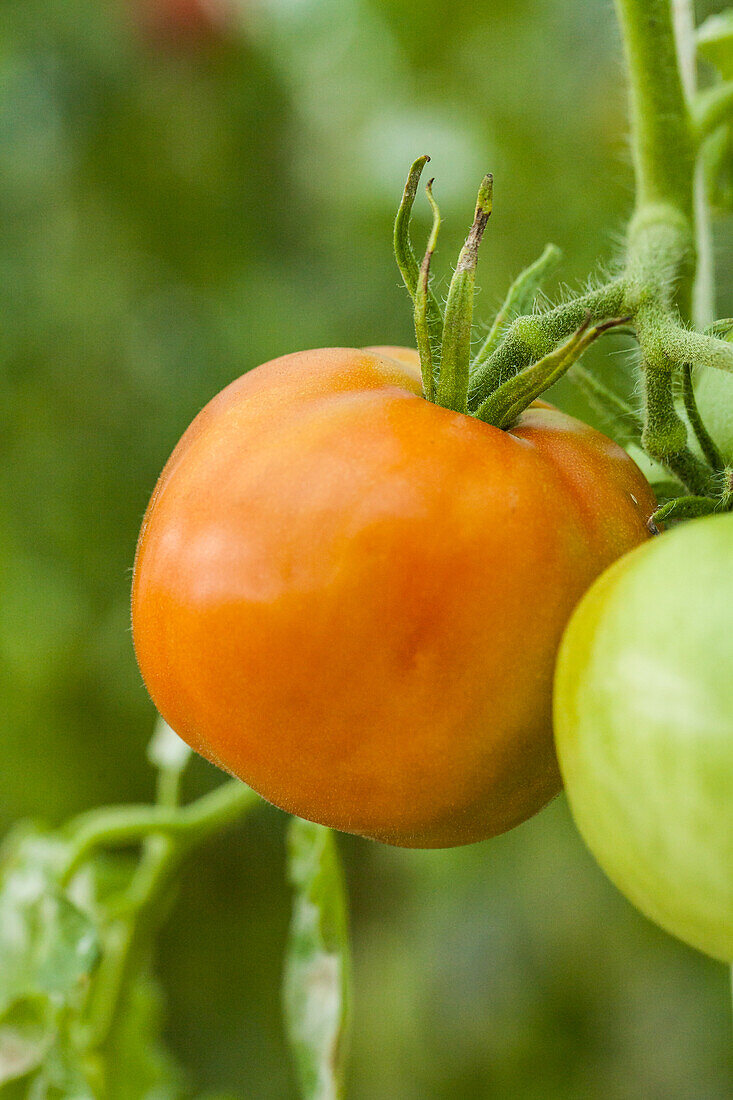 Solanum lycopersicum 'Minoprio'