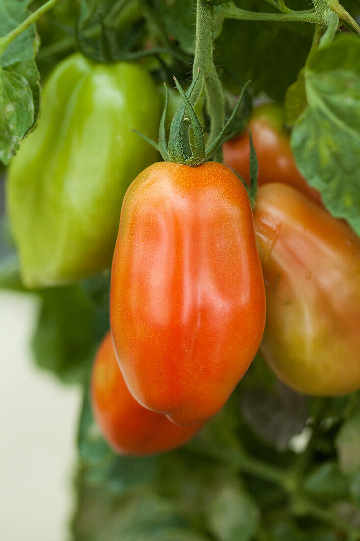 Solanum lycopersicum 'San Marzano Red Magic'