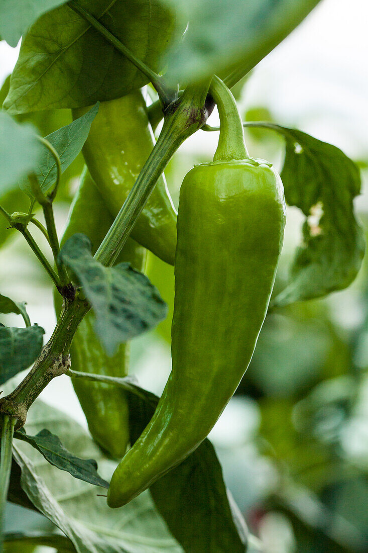 Capsicum annuum var. longum