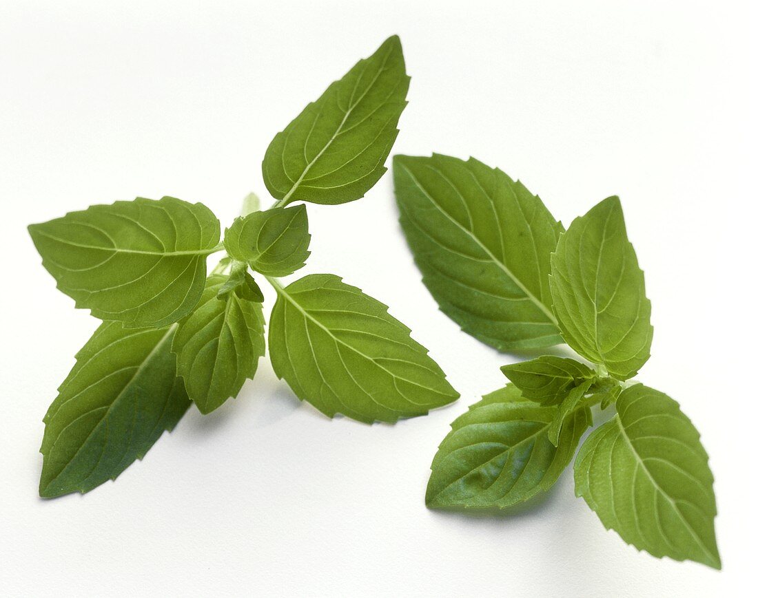 Mint Sprigs