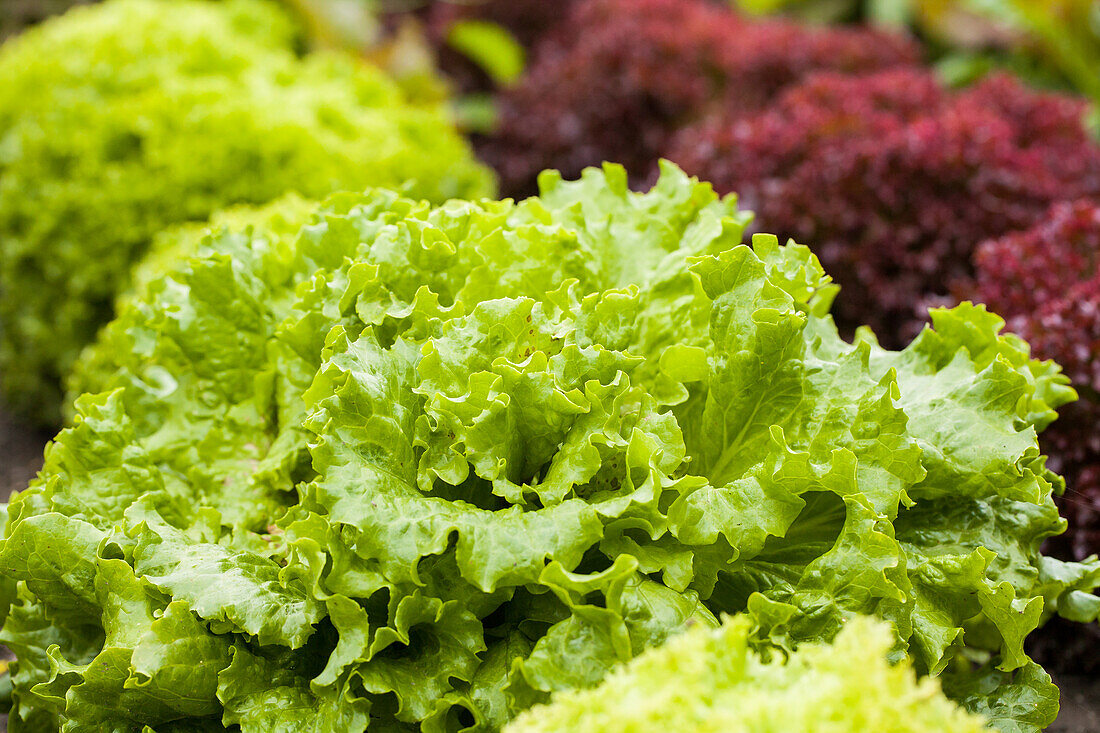 Lactuca sativa var var. crispa 'Lollo bionda'