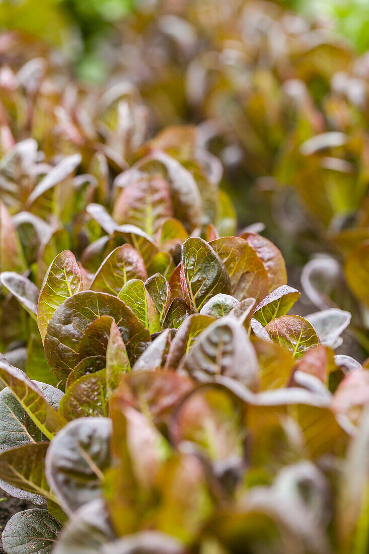 Lactuca sativa var. longifolia, red