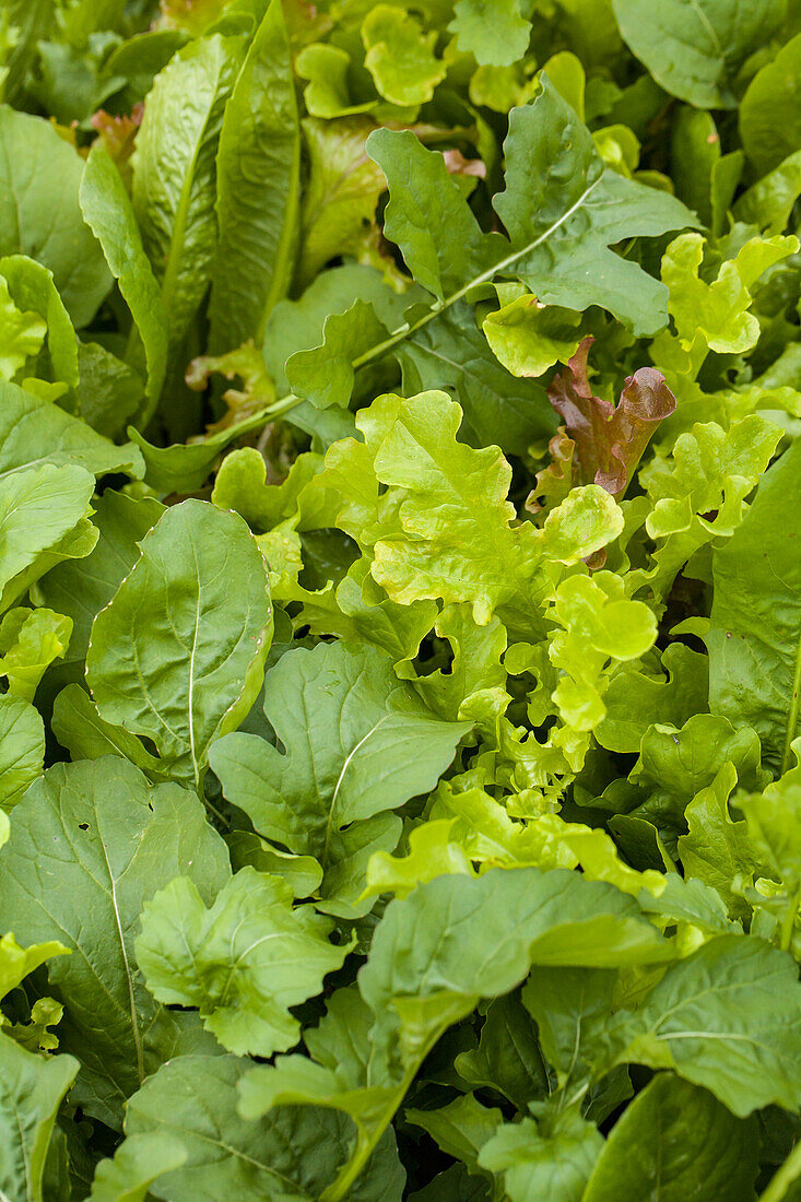 Salat - Blattgemüse