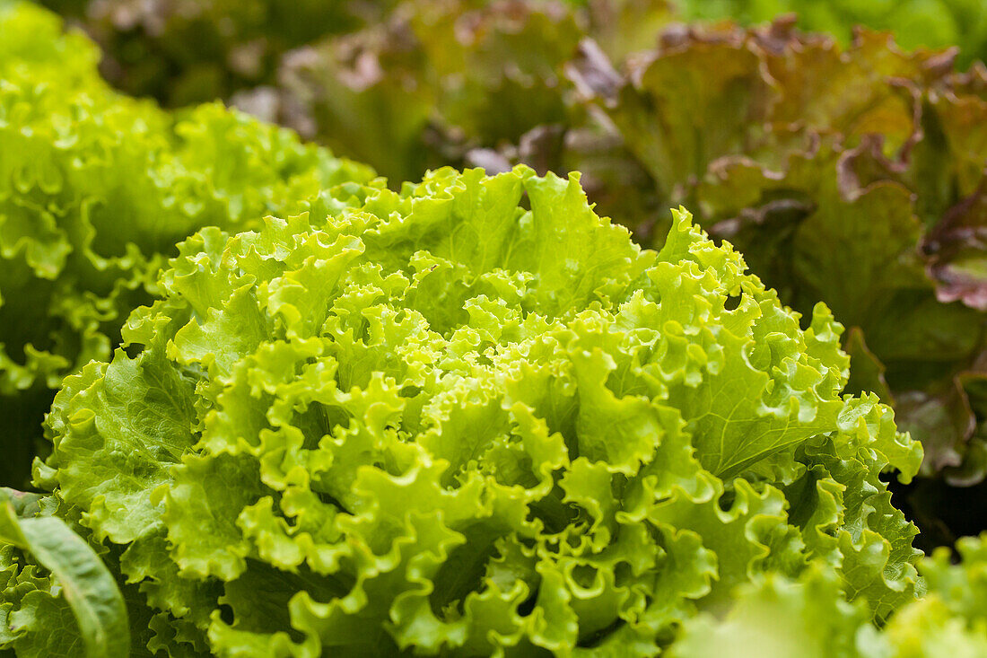 Lactuca sativa var. crispa, grün