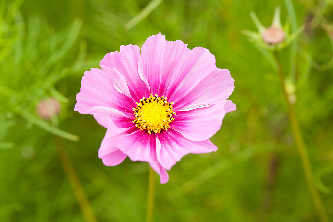 Cosmos bipinnatus, rosa