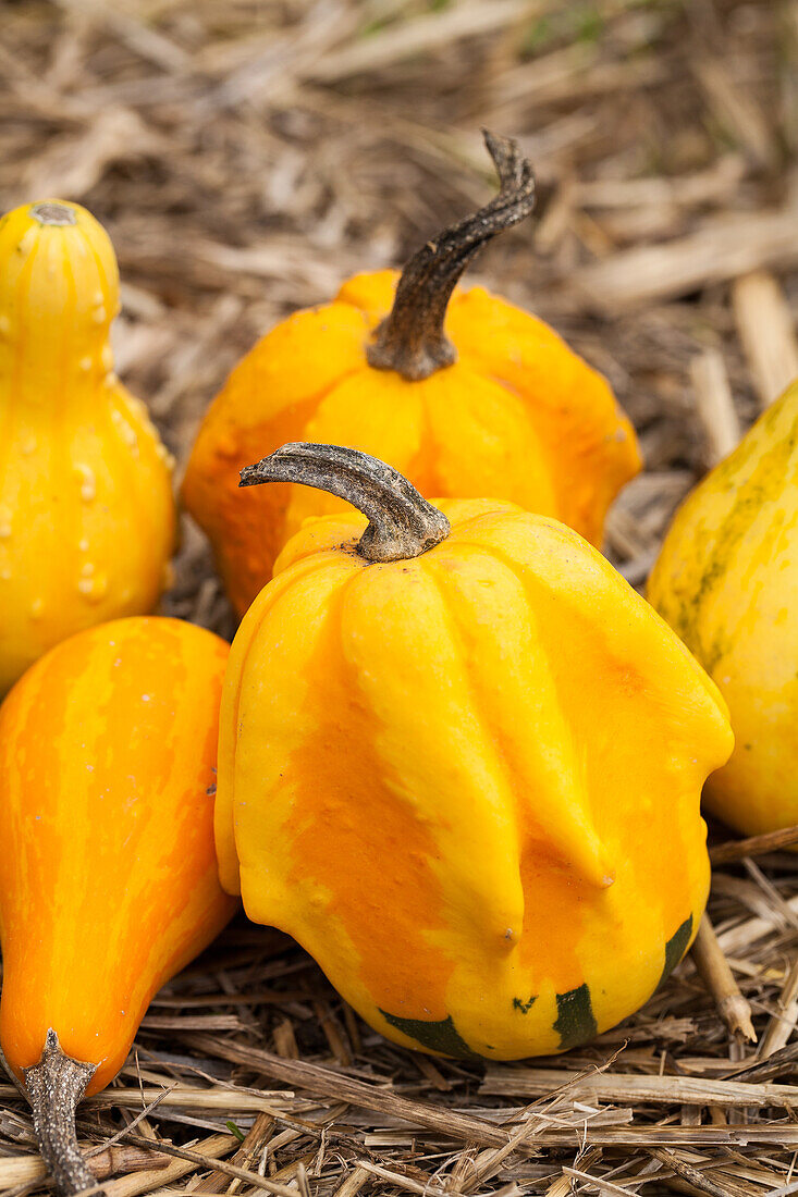 Cucurbita pepo subsp. pepo convar. microcarpina