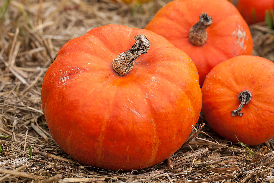 Cucurbita maxima