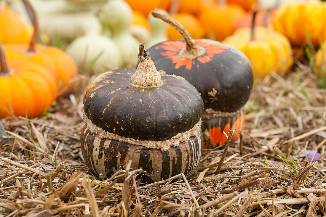 Cucurbita pepo subsp. pepo convar. microcarpina