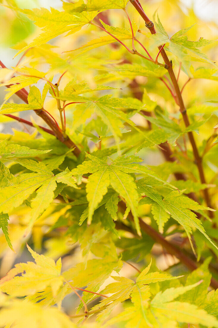 Acer palmatum