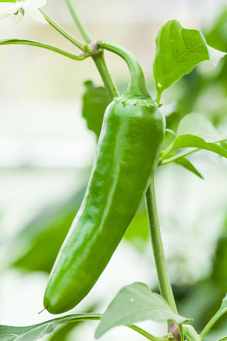 Capsicum annuum var. longum