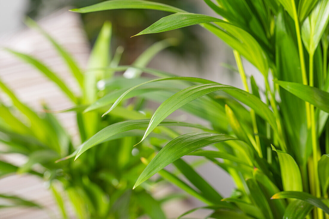 Chrysalidocarpus lutescens