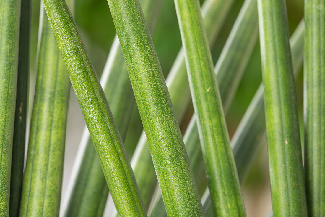 Sansevieria cylindrica