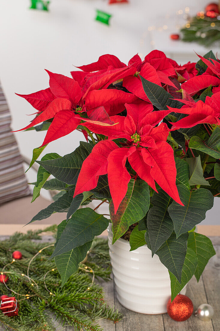 Euphorbia pulcherrima, red