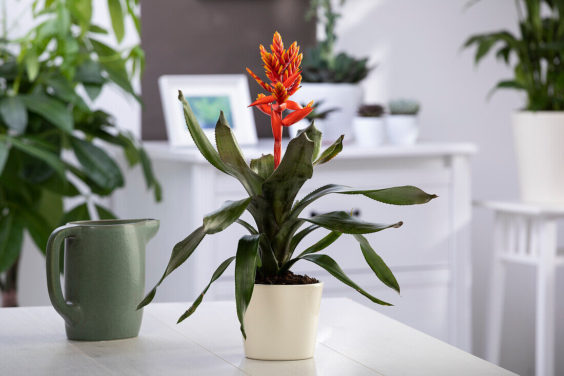 Aechmea 'Pepita Elegant Flames'