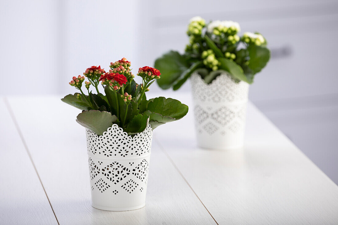 Kalanchoe blossfeldiana, red