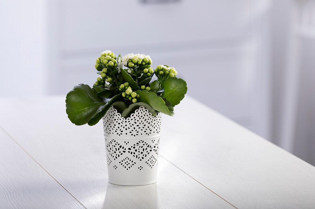 Kalanchoe blossfeldiana, red