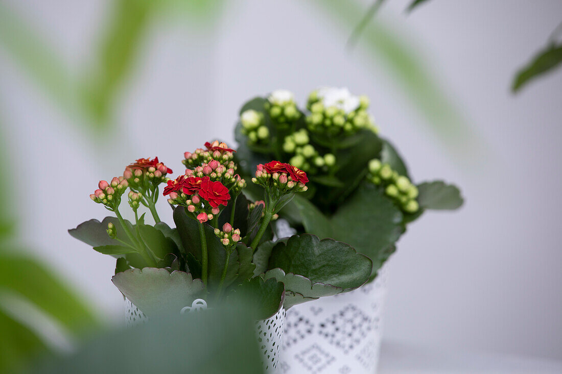 Kalanchoe blossfeldiana, red