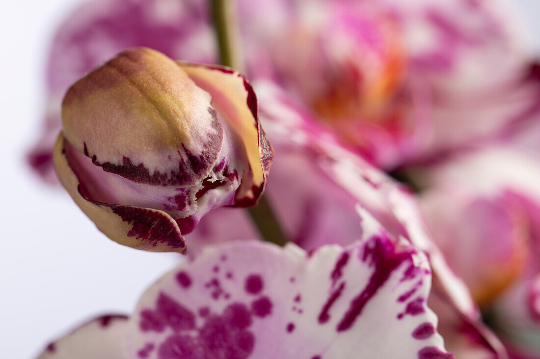 Phalaenopsis 'Magic Art'