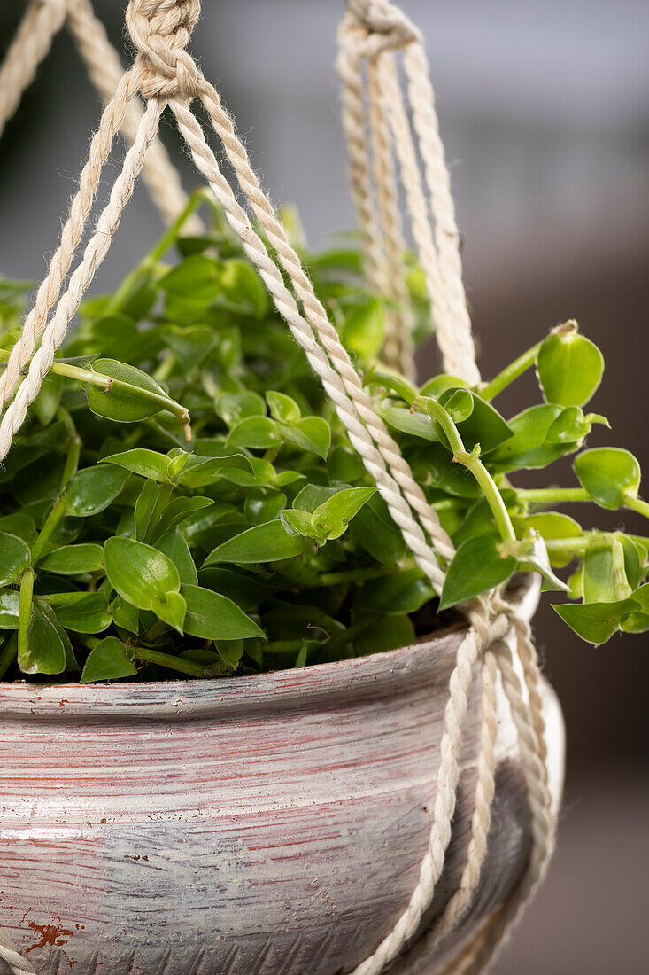 Callisia repens