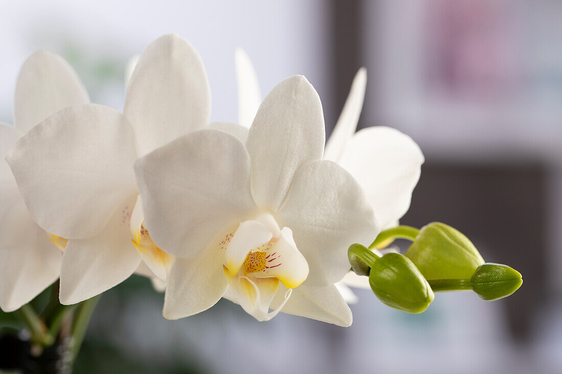 Phalaenopsis, weiß