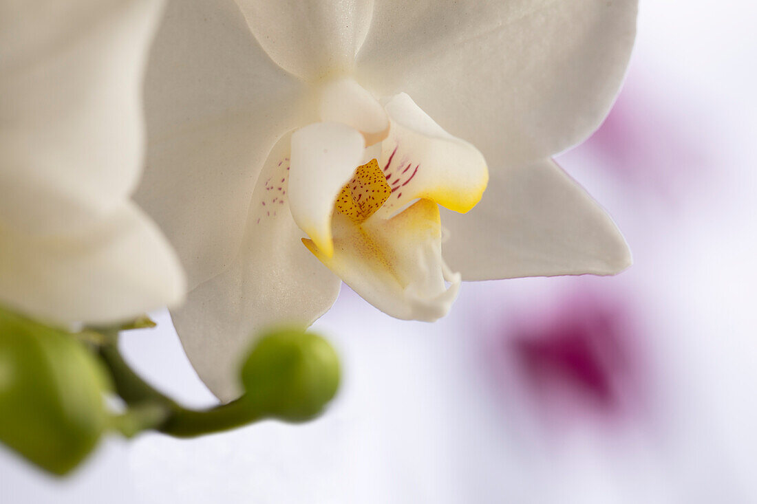 Phalaenopsis, white