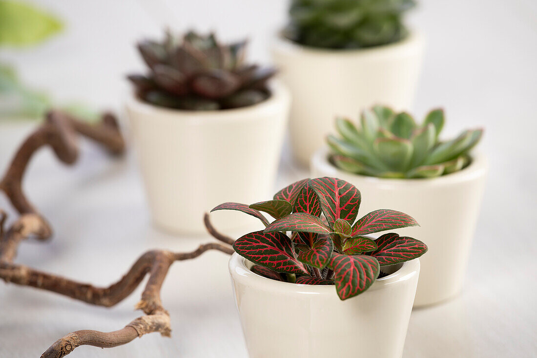 Fittonia verschaffeltii