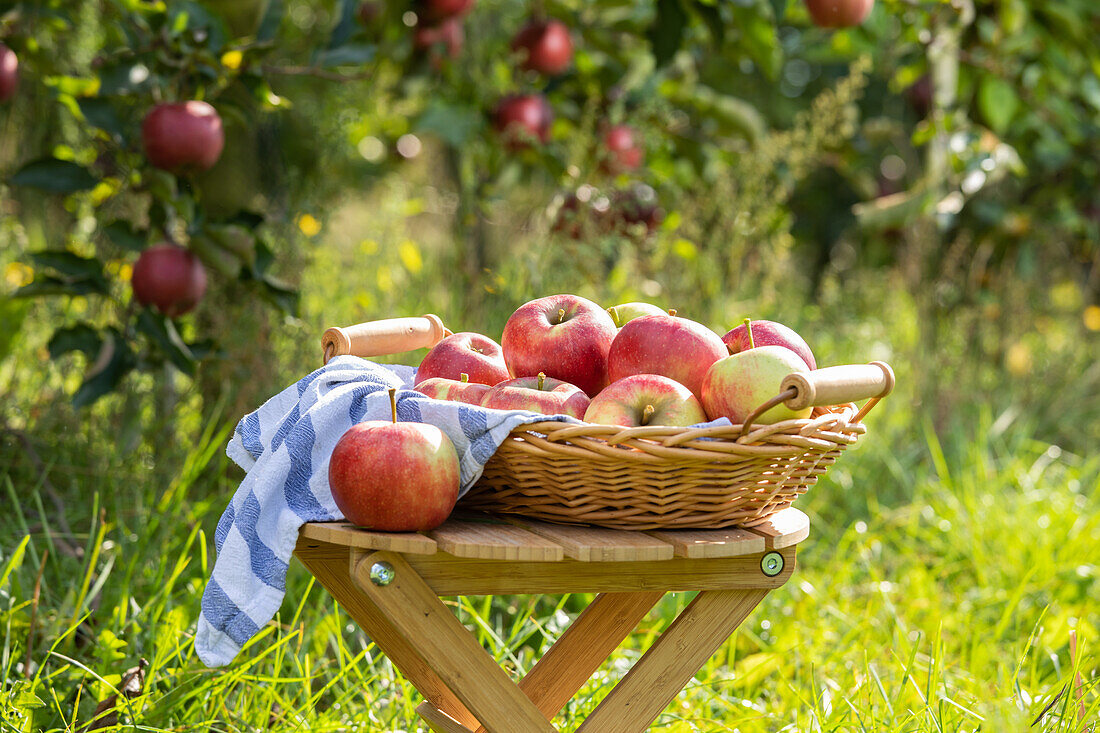 Apples in a basket