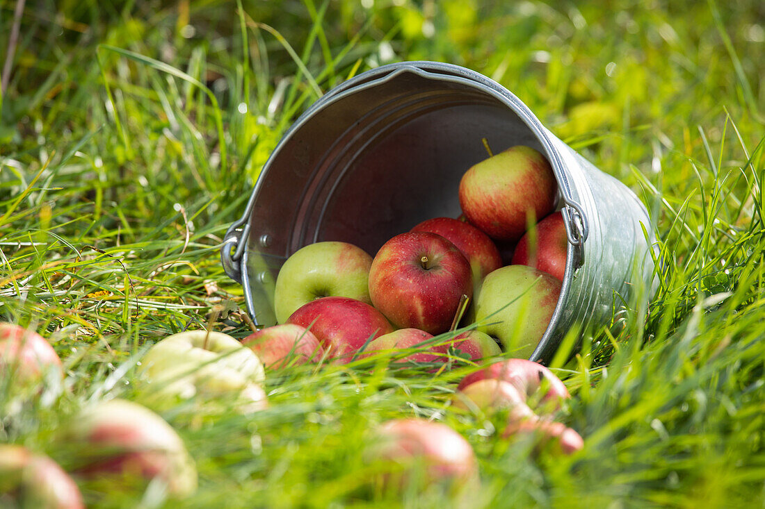 Äpfel im Eimer