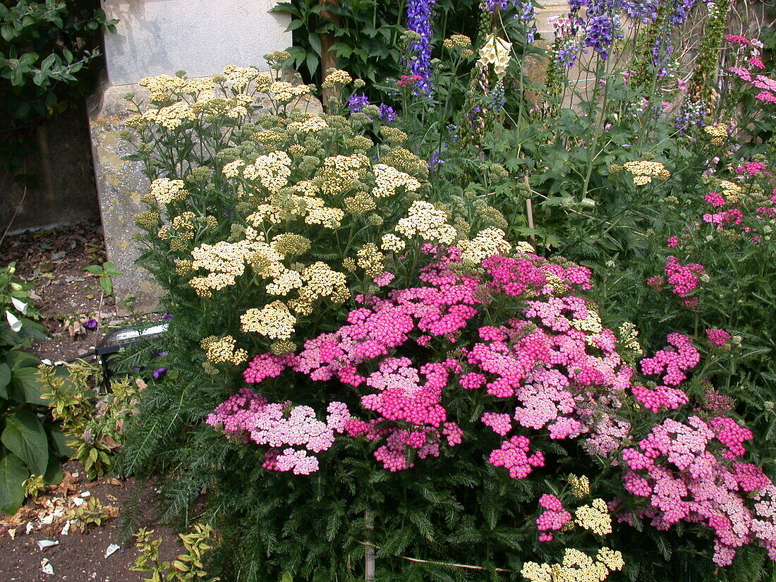 Achillea millefolium