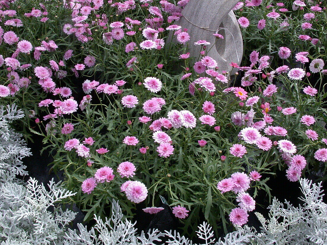 Argyranthemum frutescens gefüllt, rosa