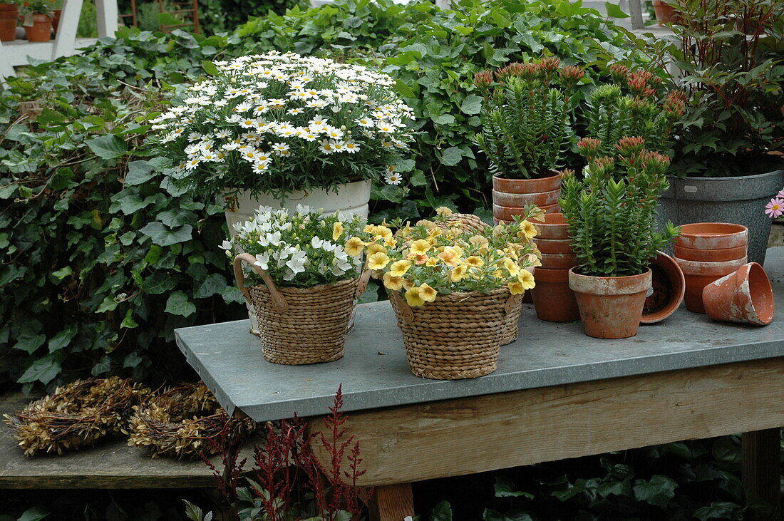 Arrangement with potted plants