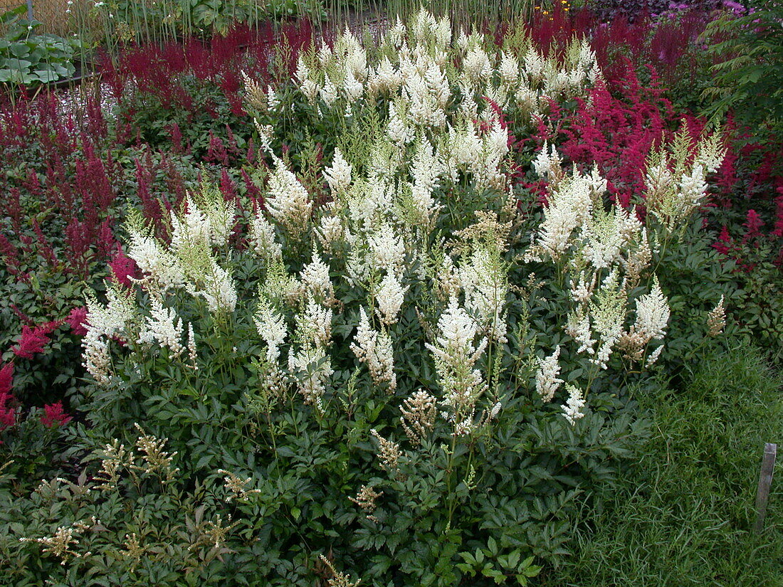 Astilbe x arendsii, weiß