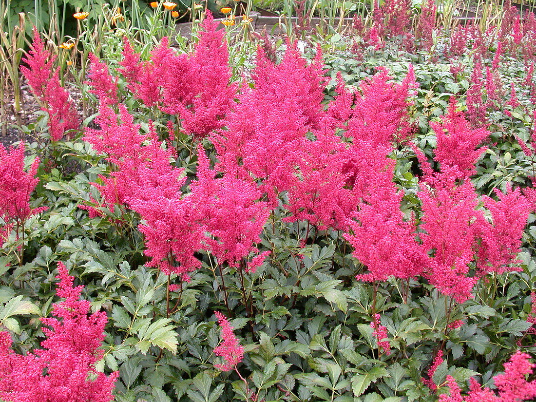 Astilbe japonica 'Montgomery'