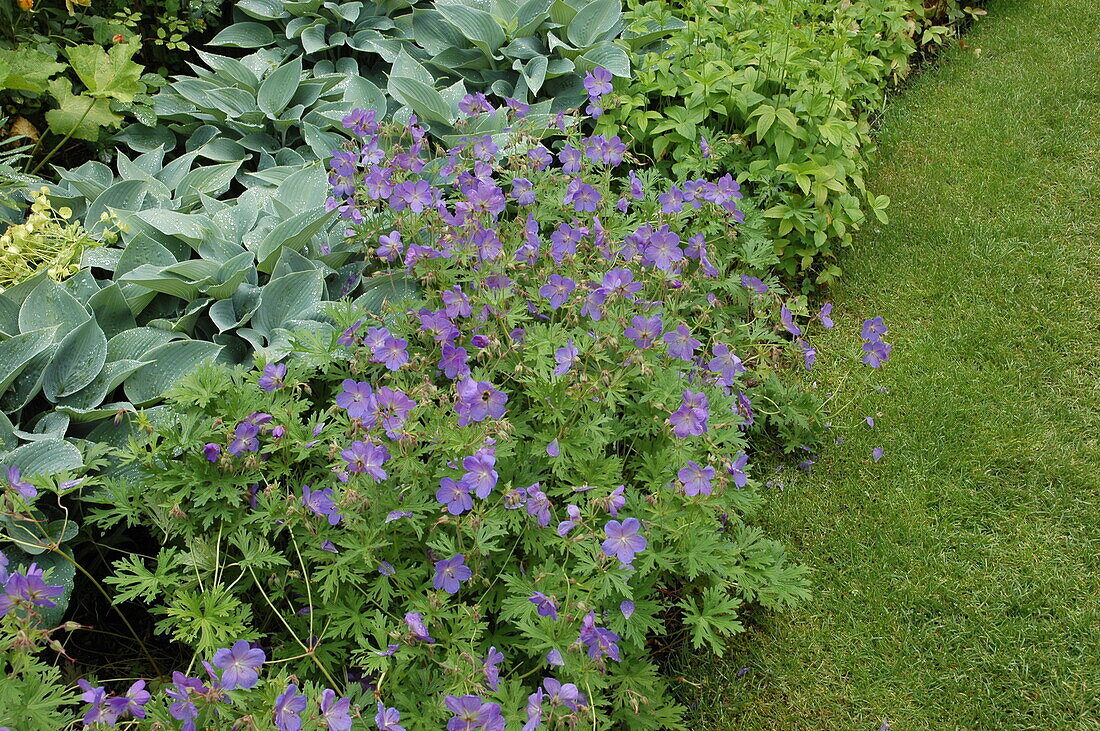 Geranium wallichianum