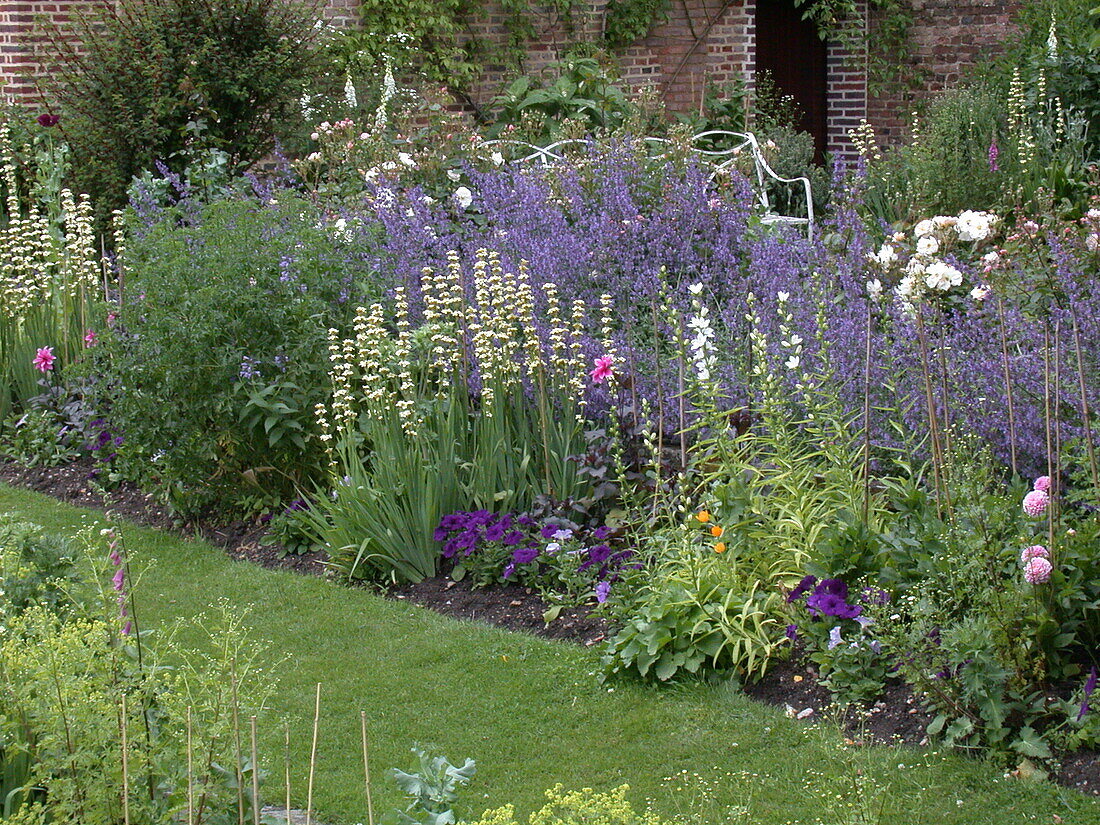 Perennial bed Sisyrinchium striatum