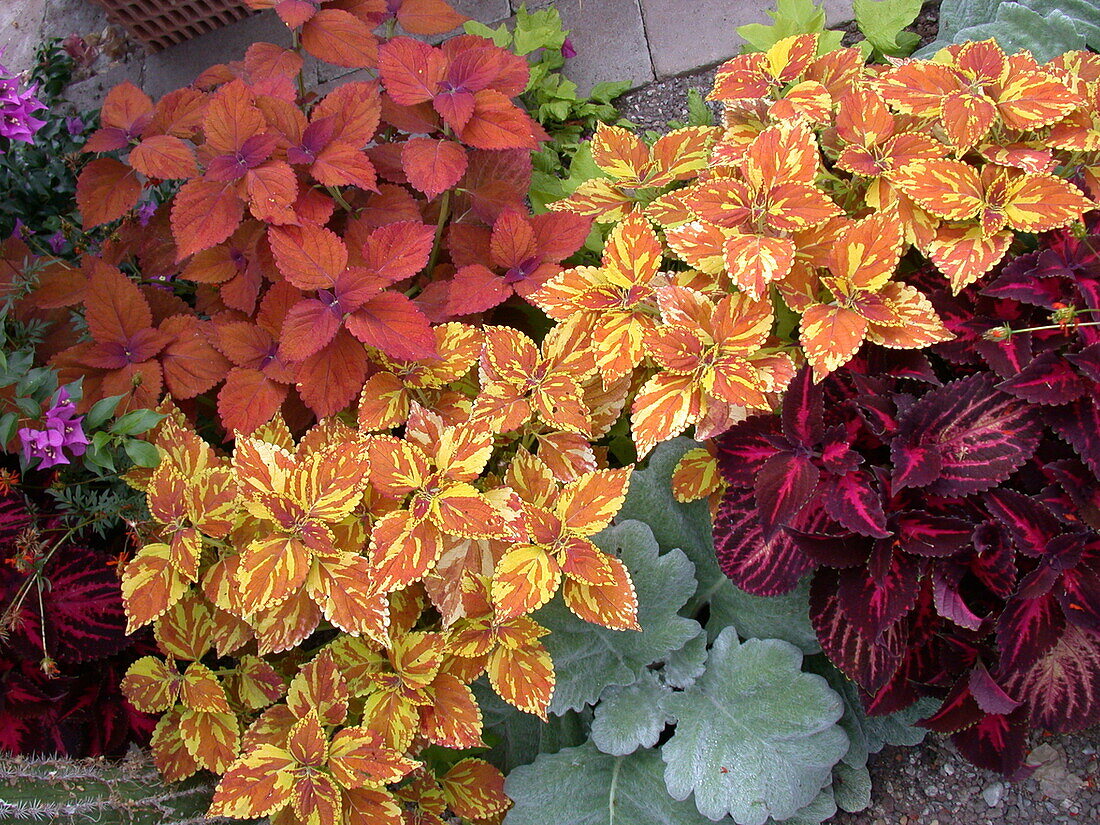 Plectranthus scutellarioides