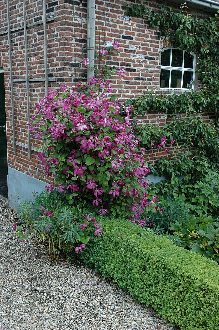 Clematis, rot – Bild kaufen – 14048605 Gartenbildagentur Friedrich Strauss