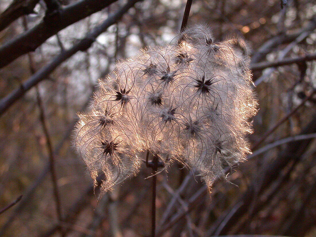 Clematis Samen