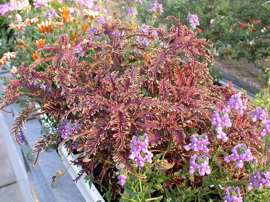 Plectranthus scutellarioides 'Starbride'