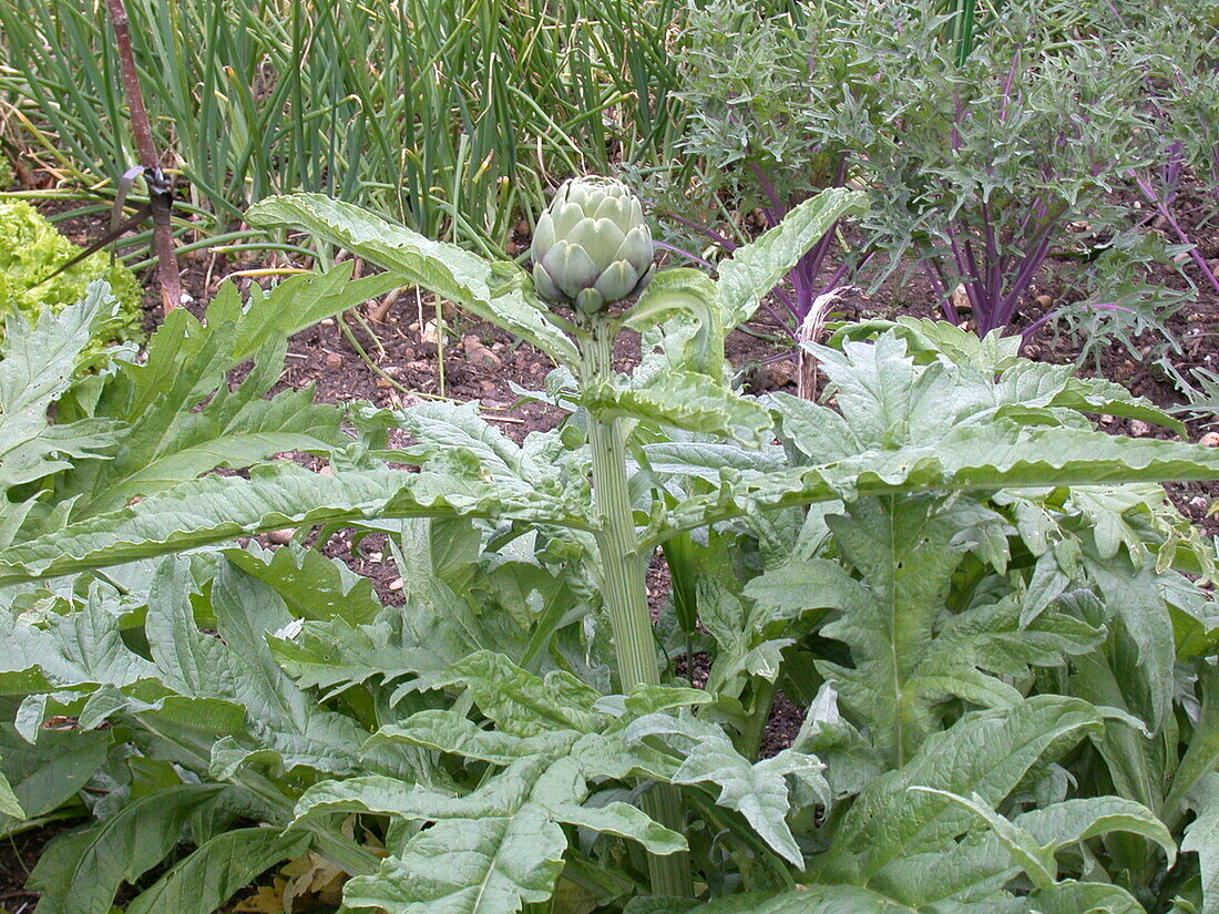 Cynara cardunculus