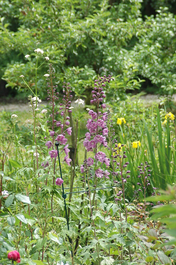 Delphinium belladonna