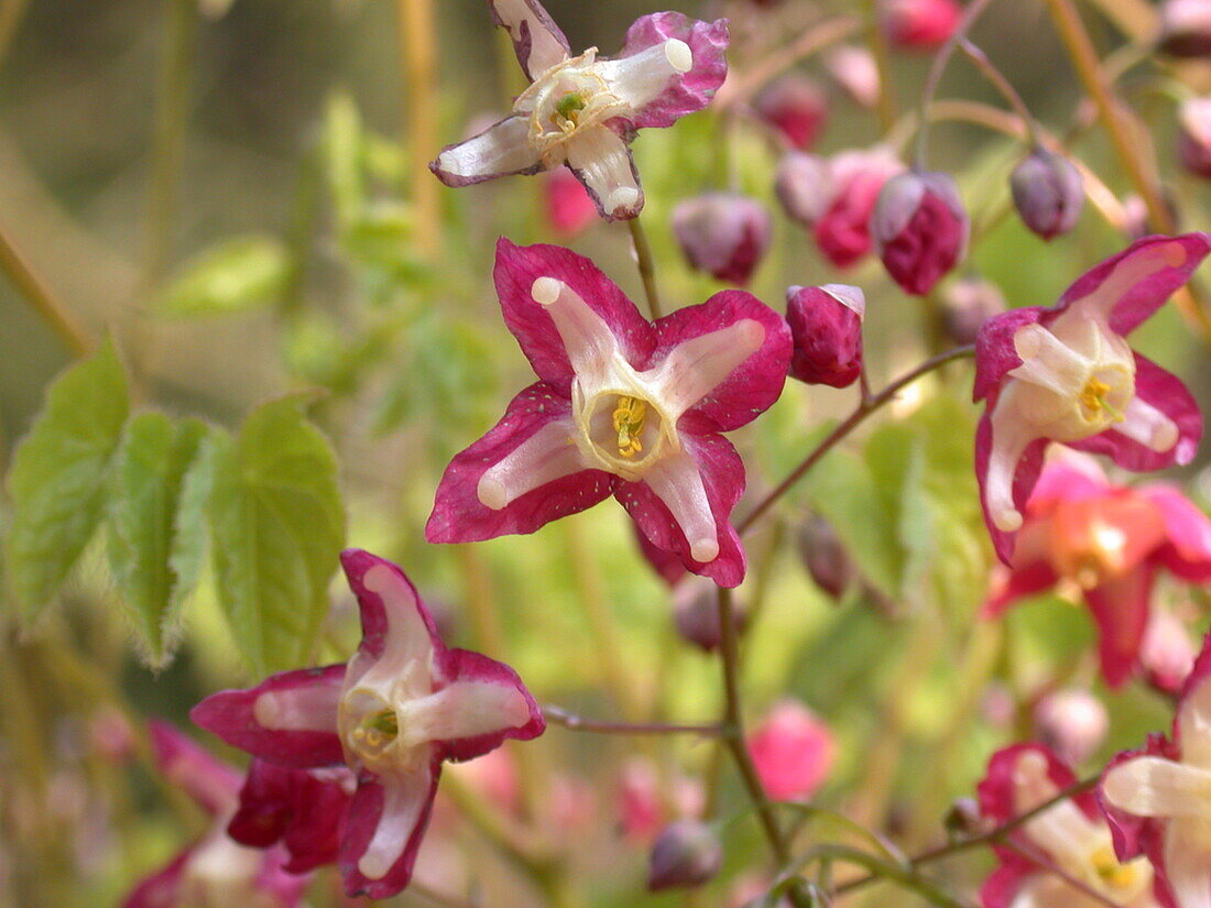 Epimedium alpinum