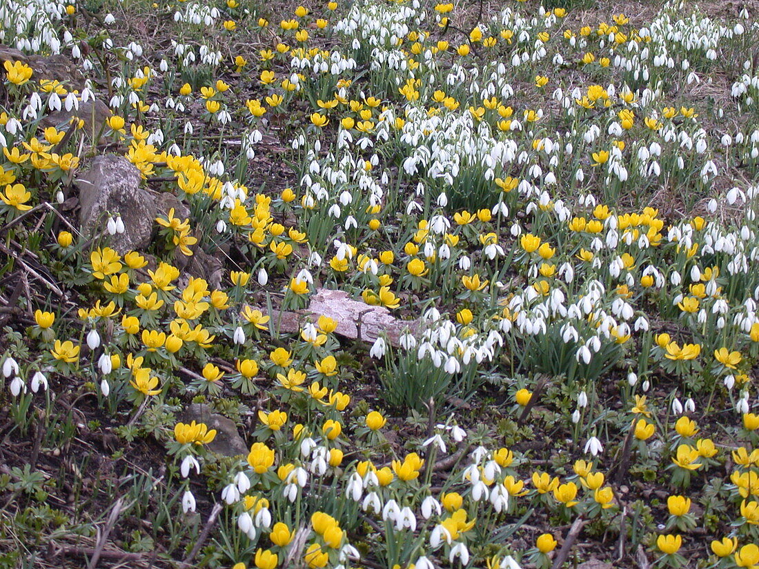 Eranthis hyemalis, Galanthus elwesii