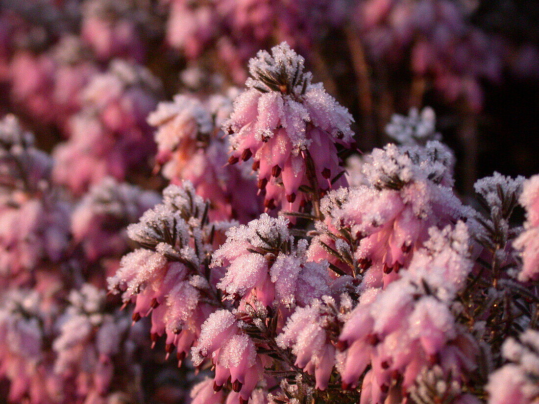 Erica carnea, rosa