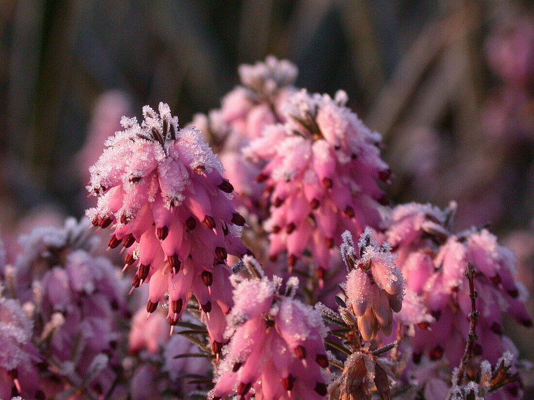 Erica carnea, pink