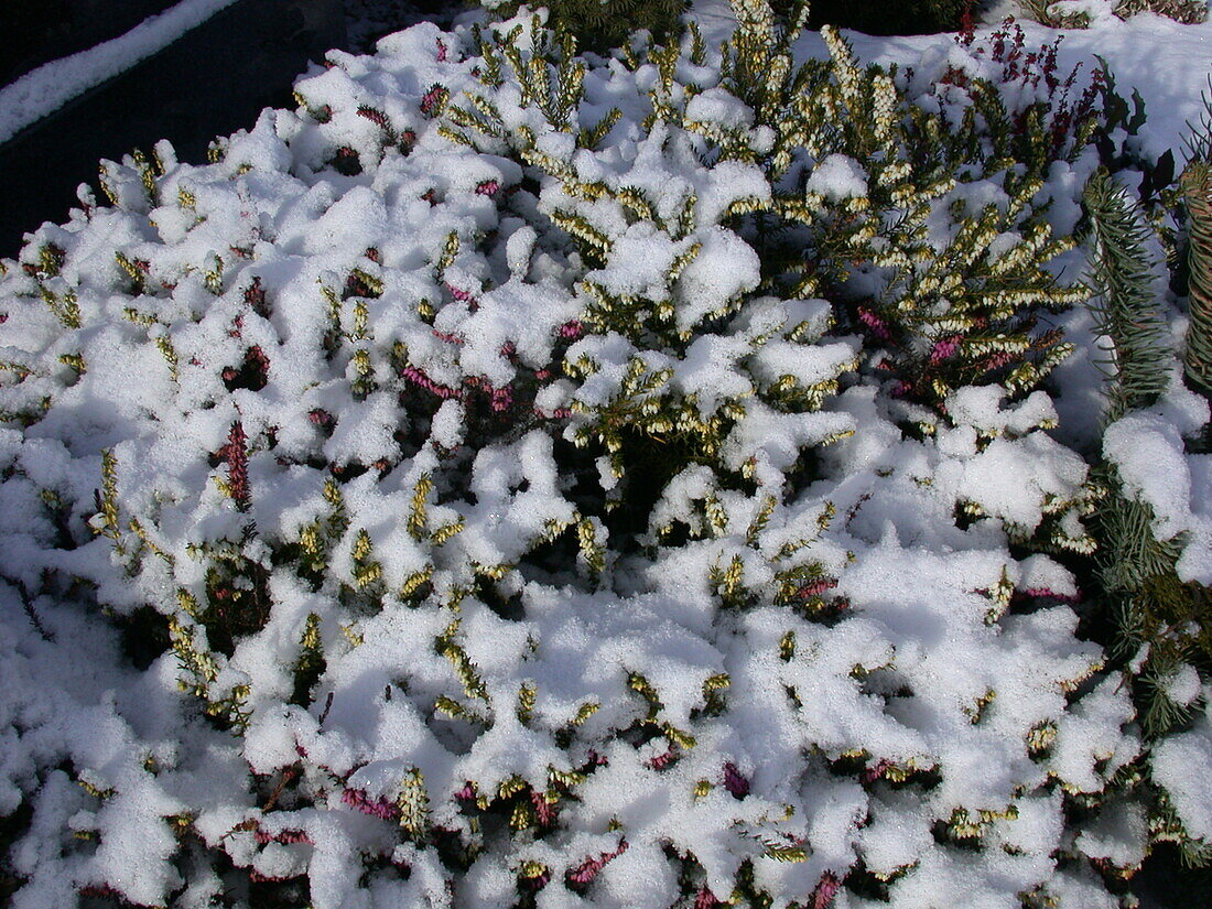 Erica carnea